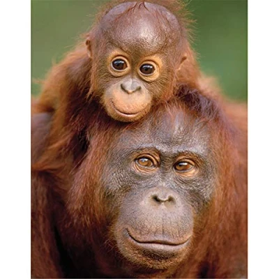 Image of DIY 5D Diamond Painting Kits Full Drill Orangutan &amp; Baby Adults Kids Crystal Rhinestone Embroidery Cross Stitch Canvas Mosaic Art Craft for Home Wall Decor Gift Round Drill,30x40cm