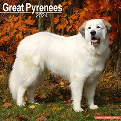 Image of Great Pyrenees Calendar 2024 Square Dog Breed Wall 16 Month