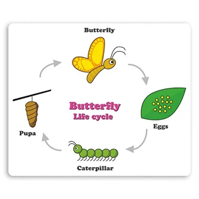 Image of 2 x 10cm Butterfly Life Cycle Vinyl Stickers Biology Science Sticker #29772