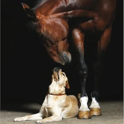 Image of Lovely Horse and Dog Friendship Greeting Card Framed Photographic Birthday
