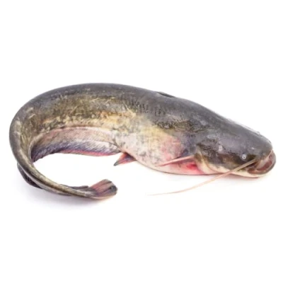 Image of Freshly Frozen Whole Large Catfish 1.5kg /+10% x 2 pack