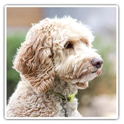 Image of 2 x Square 7.5cm Vinyl Stickers Labradoodle Dog Labrador Poodle Puppy 15534
