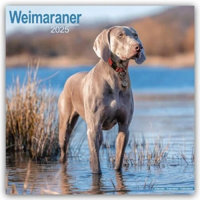 Image of Weimaraner 2025 Square Wall Calendar Dog Breed Calendar: Original Avonside Kalender [Mehrsprachig] [Kalender]