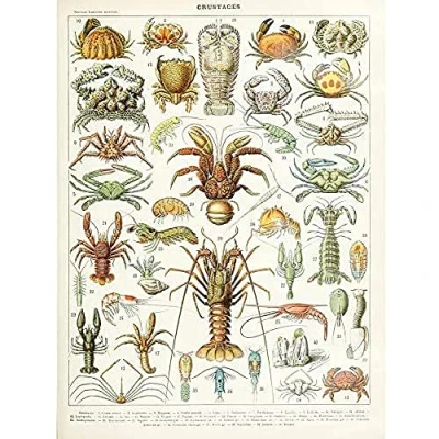Image of Artery8 Millot Encyclopedia Page Crustaceans Lobster Unframed Wall Art Print Poster Home Decor Premium