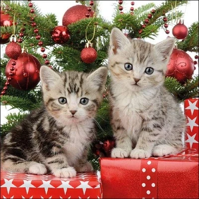 Image of Ambiente Christmas Napkin 33 Centimeter Pack of 20 Kitten