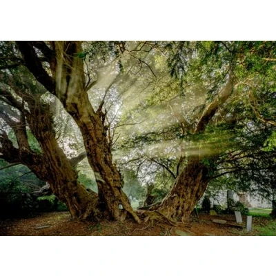 Image of Charles Sainsbury Plaice Tree, Nature, Landcape Greeting Card. The Llangernyw Yew