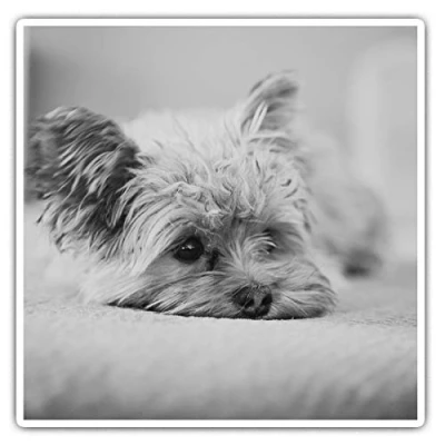 Image of Square Stickers (Set of 2) 7.5cm BW Yorkshire Terrier Puppy Dog Laptop Tablet Luggage Scrapbook #36538
