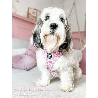 Image of XXS Macaroon dog Harness/Adjustable harness harness/dog car for no pulling