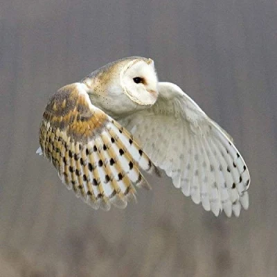 Image of barn owl Greeting card with SOUND. the beautiful photographed in flight and combined its noise to make a unique fun or gift idea. Blank on inside so will suit many occasions