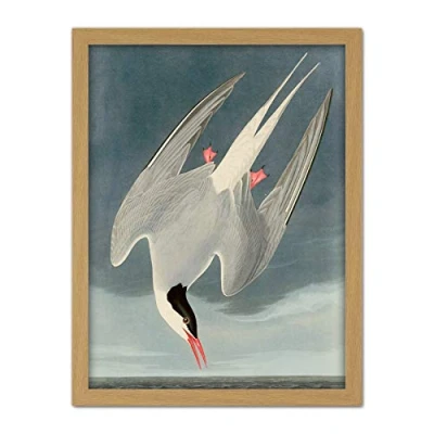 Image of Artery8 Audubon Birds America Arctic Tern Artwork Framed Wall Art Print 18X24 Inch