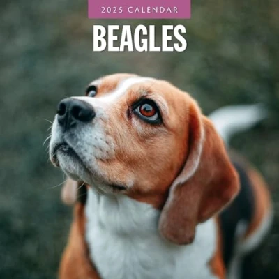Image of Beagles 2025 Square Wall Calendar by Red Robin Publishing