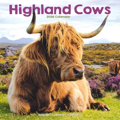 Image of Highland Cows Calendar 2026