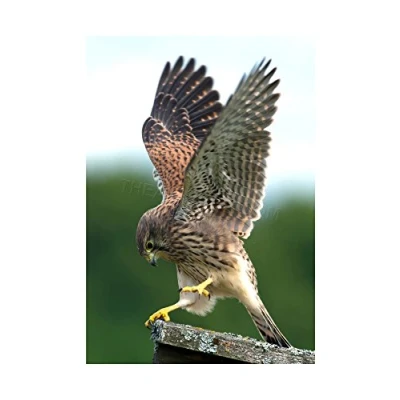 Image of Wee Blue Coo Photo Kestrel Bird Prey Raptor Action Wall Art Print