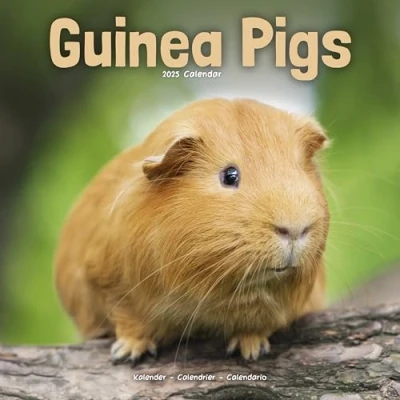 Image of Guinea Pigs 2025 Square Wall Calendar Animal, Wildlife Calendar: Original Avonside Kalender [Mehrsprachig] [Kalender]