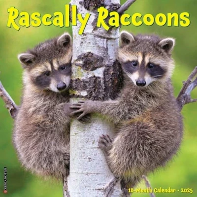 Image of Rascally Raccoons 2025 Wall
