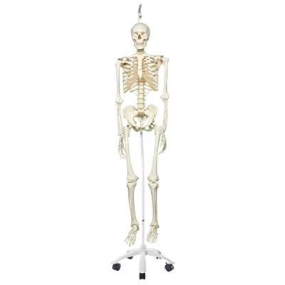 Image of 3B Scientific Human Anatomy Skeleton Model Stan Classic, On Hanging Stand A10/1 + free App Smart