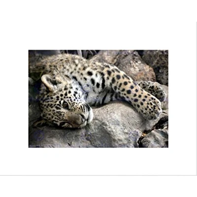Image of Wee Blue Coo SLEEPY JAGUAR BIG CAT BLACK FRAME FRAMED ART PRINT PICTURE MOUNT B12X9228