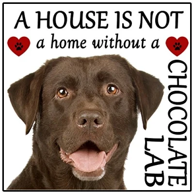 Image of Labrador Chocolate Lab Dog Gift &quot;House is not a Home&quot; Fridge Magnet, size 5&quot; x 5&quot;.