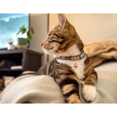 Image of Rogz URBAN Cat Collar Gold Rush with break away safety buckle