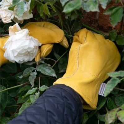 Image of Town &amp; Country Deluxe Premium Leather Gloves Small