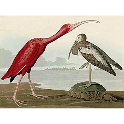 Image of Artery8 Audubon Birds Scarlet Ibis Painting Art Print Canvas Premium Wall Decor Poster Mural
