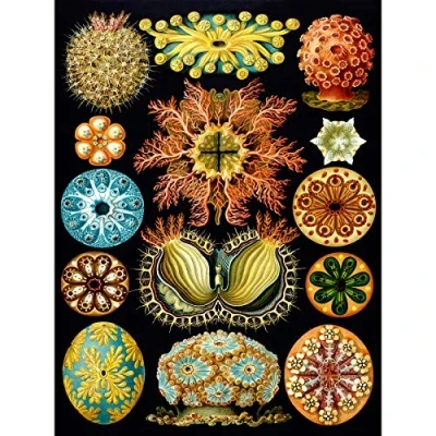 Image of Wee Blue Coo Haeckel Plate 85 Marine Life Large Wall Art Poster Print Thick Paper 18X24 Inch