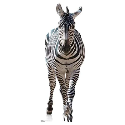 Image of Star Cutouts SC1439 Adult Zebra Black and White Perfect for Animal Lovers, African Theme Parties Events Height 162cm