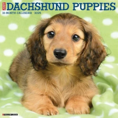 Image of Dachshund Puppies 2025 Wall