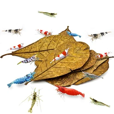 Image of SunGrow Medium Shrimp Indian Almond Catappa Leaves, Provide Shelter and Food in Fish Aquarium Tank, Additional Source, Perfect for Breeding Hiding (Medium (5&quot;, 10 Leaves))