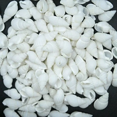 Image of Gemini_mall White Sea Shells, 100pcs Small Natural Seashells Craft Wedding Garden Aquarium Decoration