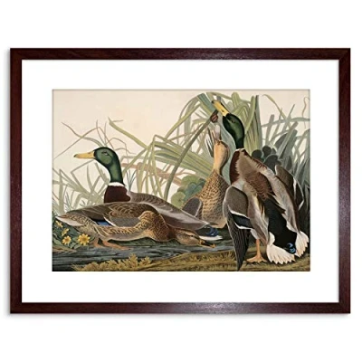 Image of Wee Blue Coo PAINTING BIRD AUDUBON MALLARD DUCK FRAMED PRINT F97X3582