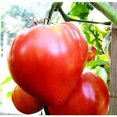 Image of 25 Seed of Oxheart Pink Tomato