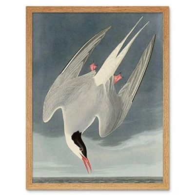 Image of Artery8 Audubon Birds America Arctic Tern Art Print Framed Poster Wall Decor 12x16 inch