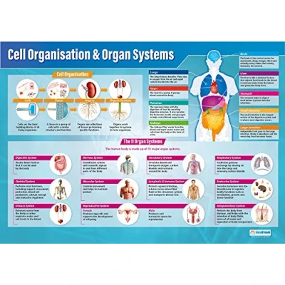 Image of Daydream Education Cell Organization &amp; Organ Systems Poster EXTRA LARGE A1 (850mm x 594mm) Laminated Science Secondary School Wall Charts