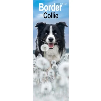 Image of Border Collie Slim Calendar 2026