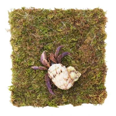 Image of Begeterday 15cm Hermit Crab Climbing Wall, Ideal Adjustable Supplies for 10 Gallon Tank