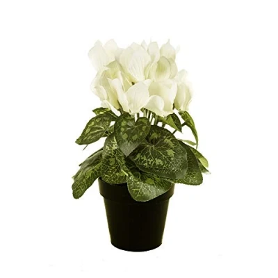 Image of FloristryWarehouse Faux Silk White Cyclamen Bush in Pot 25cm/10 Inches Tall