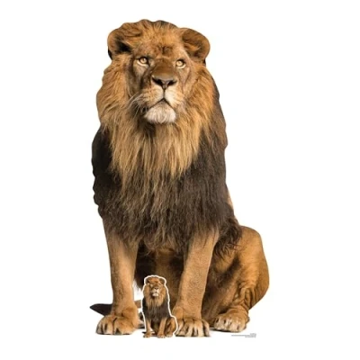 Image of Star Cutouts SC1438 Adult Male Lion King of The Jungle Sitting Perfect for Animal Fans, Parties, Collectors, Stage and Events Height 155cm