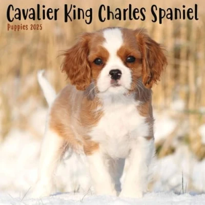 Image of Cavalier King Charles Spaniel Puppies Mini Wall Calendar 2025 (PFP)