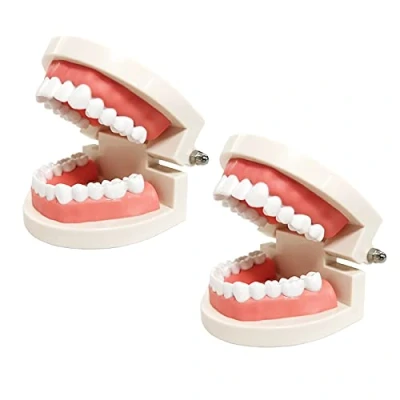 Image of 2 Pack Standard Teeth Models, YOUYA Dental Kids Teaching Study Supplies Adult Typodont Demonstration Model(Without Wisdom Teeth)