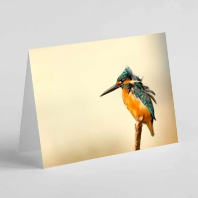 Image of Beebooh Kingfisher on a branch birthday card
