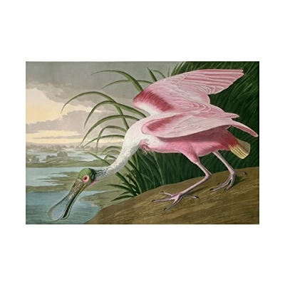 Image of Wee Blue Coo Painting Bird Audubon Roseate Spoonbill Wall Art Print