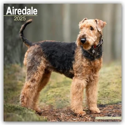 Image of Baker and Bray Airedale Terrier Calendar 2025, Large Square Wall Calendar, 16 Month, Gift Dog Calendar.