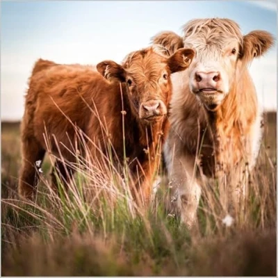 Image of Abacus Cards Birthday/Blank Card for Men/Women General Male/Female Highland Cow and Calf Eco Friendly Recyclable