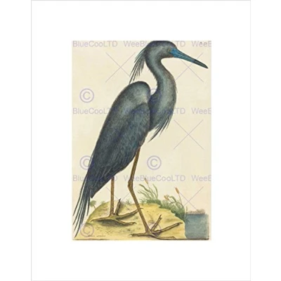 Image of Wee Blue Coo Mark Catesby English Heron Picture Wall Art Print