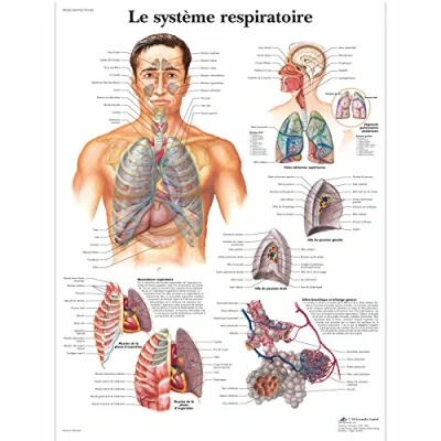 Image of 3B Scientific VR2322UU Anatomical Chart &quot;Le Système Respiratoire&quot;, Paper Version