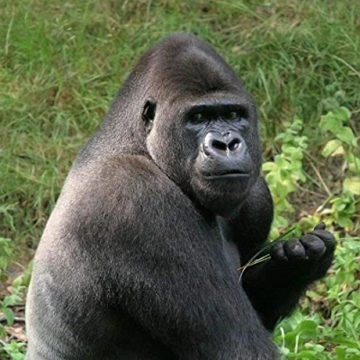 Image of Gorilla Greeting Card with SOUND. Animal noise plays when you open this card. Blank on the inside making it perfect for many occasions and a unique gift idea.