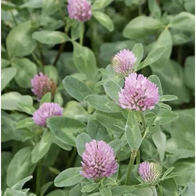 Image of Red Clover Seed 200g Green Manure SLH