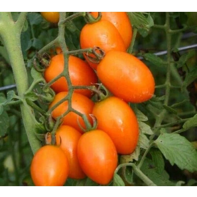 Image of 25 Seeds of Sunny Plum (Orange Roma) Tomato