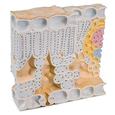 Image of 3B Scientific Leaf Cross Section of Beech (Fagus sylvatica), Model